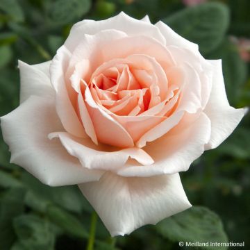 Rosa Donatella - Edelrose