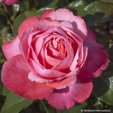 Rosa Drakkar - Edelrose