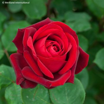 Rosa Edith Piaf - Edelrose