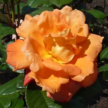 Rosier à grandes fleurs Louis de Funes