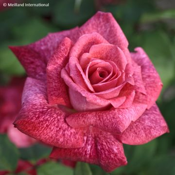 Rosa Pierre Cardin - Edelrose