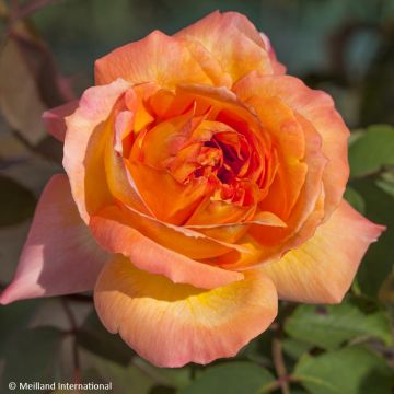 Rosa René Goscinny - Edelrose