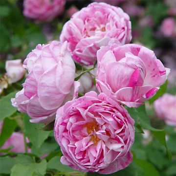 Rosa Honorine de Brabant - Alte Rose