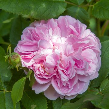 Rosa Portland Jacques Cartier - Historische Rose