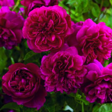 Rosier David Austin Thomas à Becket 