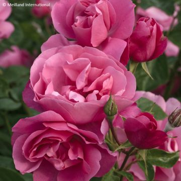 Rosa Deborah Meillandecor - Bodendecker-Rose