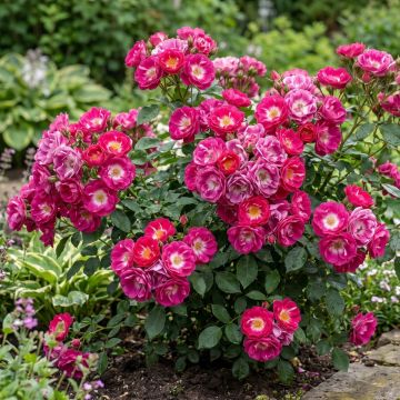 Rosa polyantha Rosy Boom Ohara - Beetrose