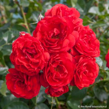 Rosa Scarlet Bonica - Beetrose