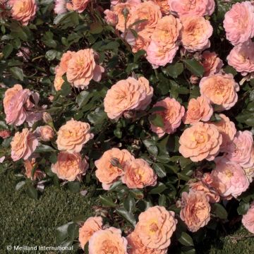 Rosa Apricot Drift - Bodendecker-Rose