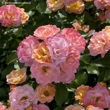 Rosa Peach Drift - Bodendecker-Rose