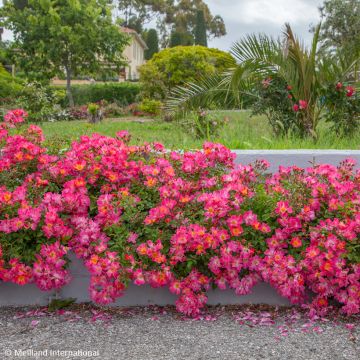 Rosier couvre-sol Knock Out en pot de 2L