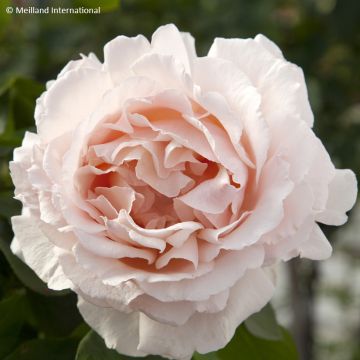 Rosa André Le Nôtre - Kletterrose