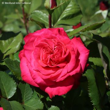 Rosa Cherry Explosion - Kletterrose