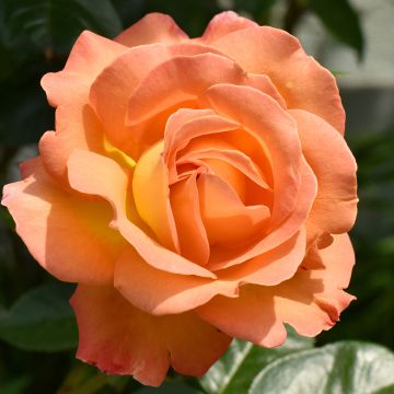 Rosa (x) grimpant Disting'O Orange - Kletterrose