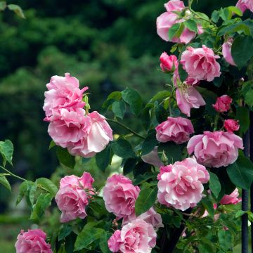 Rosa Mme Gregoire Staechelin - Alte Kletterrose