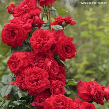 Rosa Negresco - Kletterrose