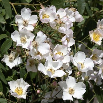 Rosa filipes Kiftsgate - Rambler-Rose