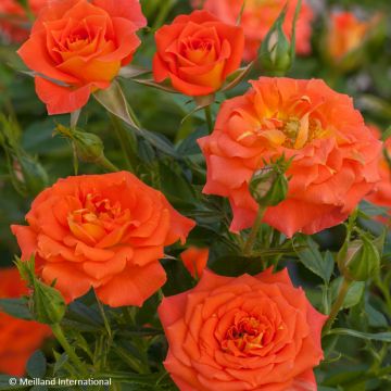 Rosa Mandarine Symphonie - Zwerg-Parkrose
