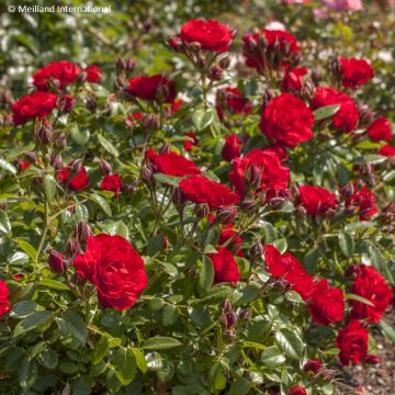 Rosa Tilt Symphonie - Zwerg-Parkrose