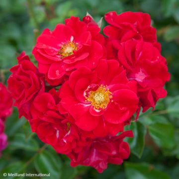 Rosa Hello - Bodendecker-Rose