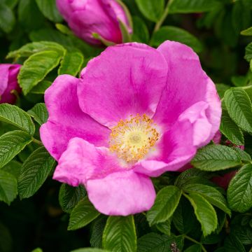 Rosa Jam-a-licious - Apfelrose