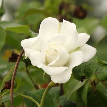 Rosier tige Annapurna 