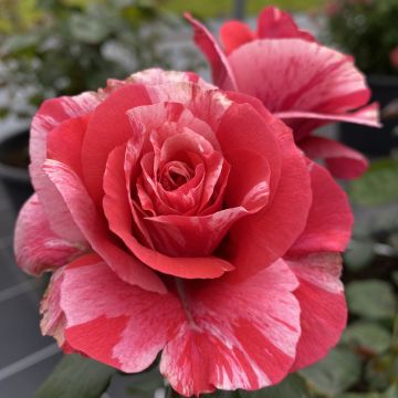 Rosa floribunda Pleiade - Beetrose