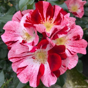 Rosa floribunda Simsalabim - Beetrose