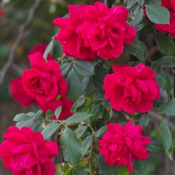 Rosa Guirlande fleurie - Rambler-Rose
