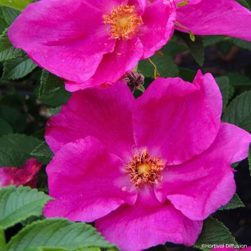 Rosier rugosa Angelia Eglantine