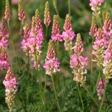 Futter-Esparette BIO - Onobrychis viciifolia