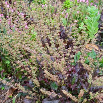 Salvia lyrata Purple Knockout - Gefiederter Salbei