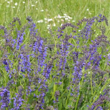 Salvia pratensis (Samen) - Wiesensalbei