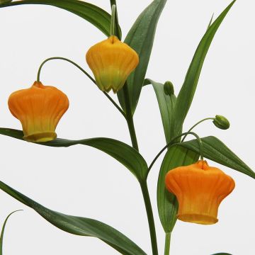 Sandersonia aurantiaca - Laternenlilie