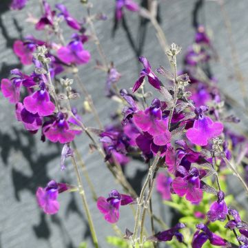 Salvia microphylla Nachtvlinder