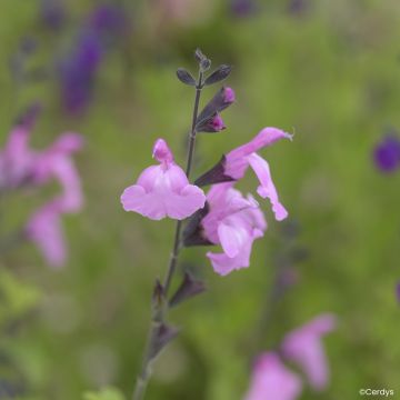 Sauge arbustive Malabar - Salvia jamensis