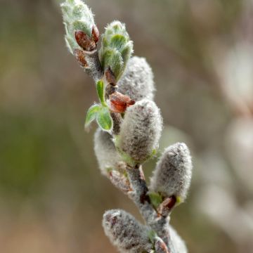 Salix candida Iceberg Alley - Salbei-Weide