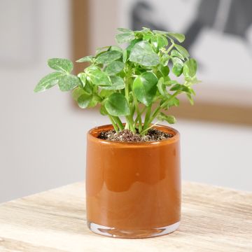 Schefflera arboricola - Kleine Strahlenaralie