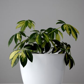 Schefflera Madame De Smet - Strahlenaralie