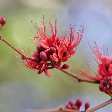 Schotia brachypetala - Südafrikanische Baumfuchsie
