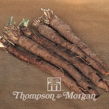 Scorzonera hispanica (Samen) - Garten-Schwarzwurzel