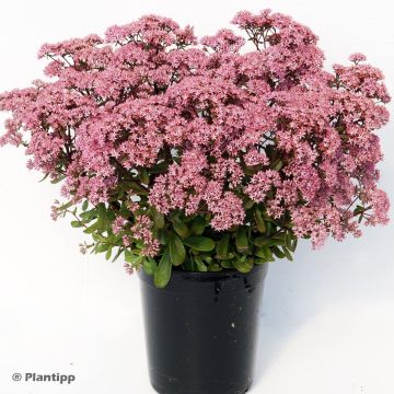 Fetthenne Sunsparkler Jade Tuffet - Sedum