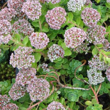 Sedum anacampseros - Orpin des infidèles