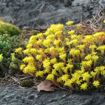 Scharfer Mauerpfeffer (Samen) - Sedum acre