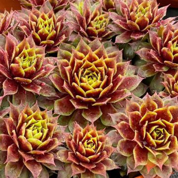 Sempervivum Chick Charms Key Lime Kiss - Joubarbe