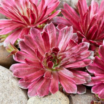 Sempervivum Chick Charms Lotus Blossom - Joubarbe