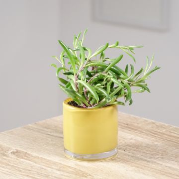 Erbsenpflanze - Senecio herreianus Purple Flush