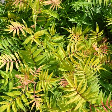 Sibirische Fiederspiere Matcha Ball - Sorbaria sorbifolia