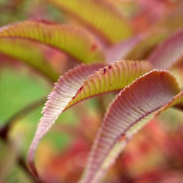 Himalaja-Fiederspiere Stick & Feathers - Sorbaria tomentosa subsp. angustifolia