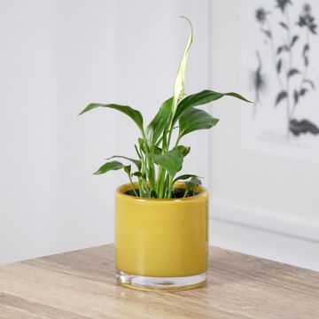 Einblatt - Spathiphyllum Tanni
